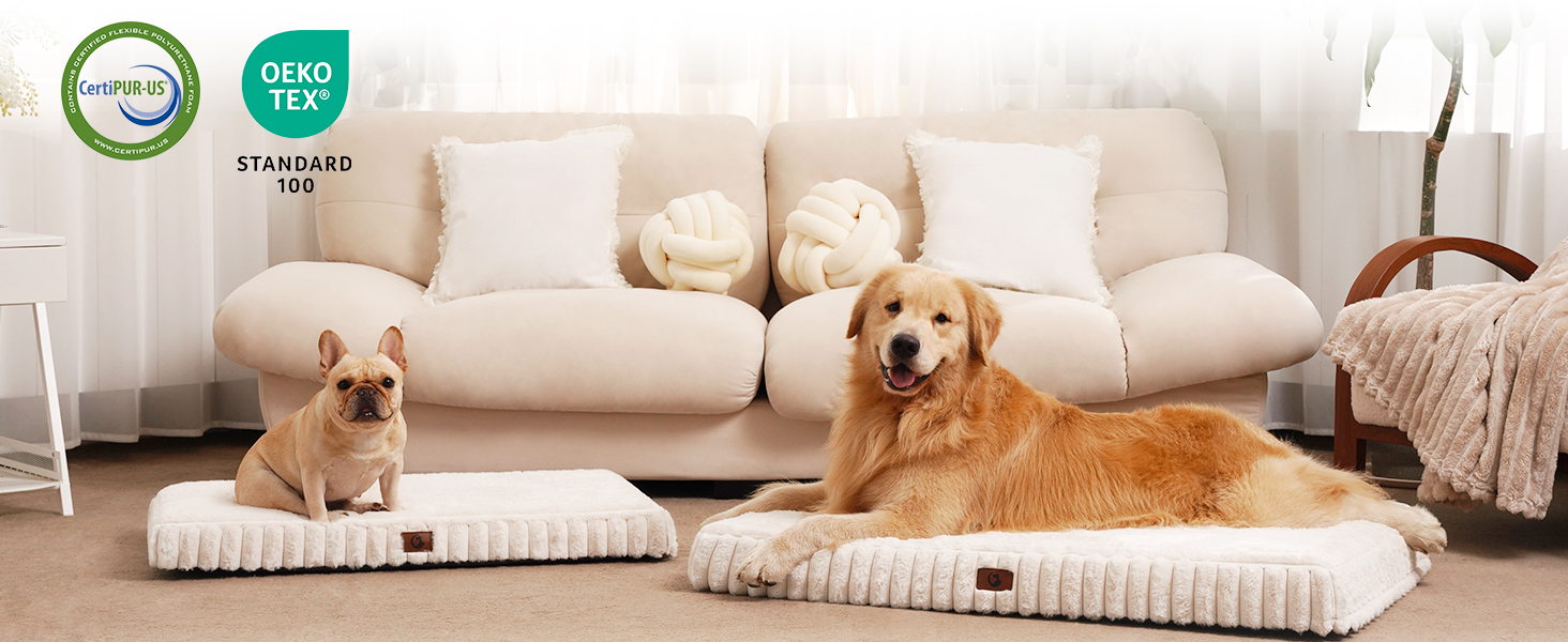 dog bed