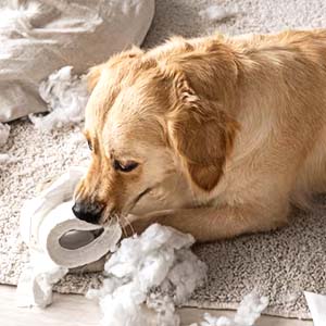 indestructible dog toys