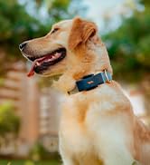 Golden retriever dog wearing blue collar, sitting outdoors on grass with blurred green background.