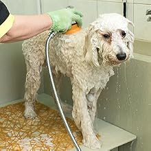 Bathing Dogs
