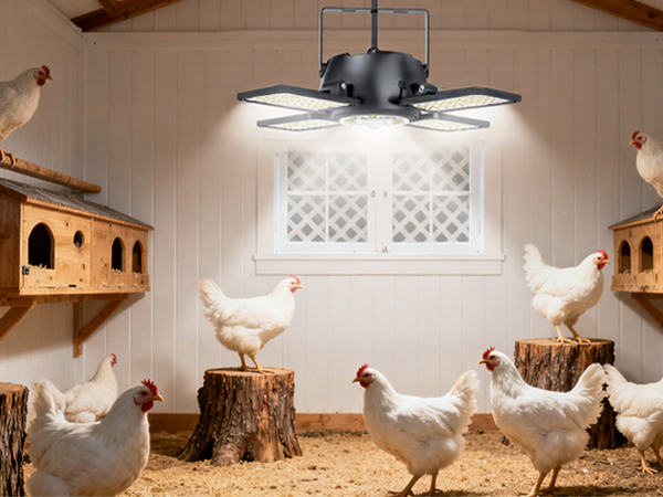 solar shed light