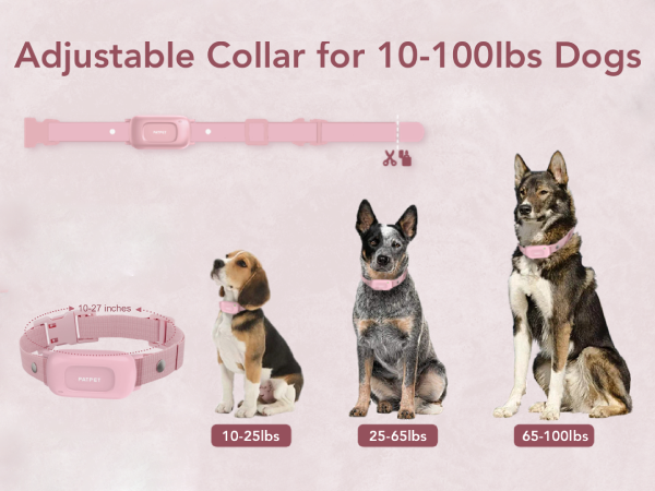 shock collar