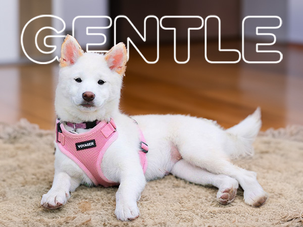heavy duty no pull dog harness