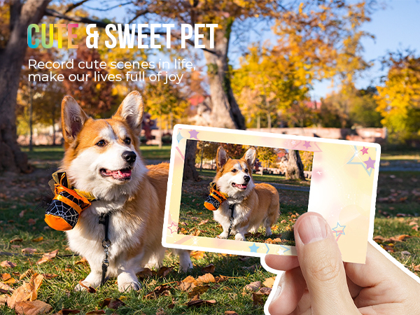 CUTE &amp;amp;amp; SWEET PET