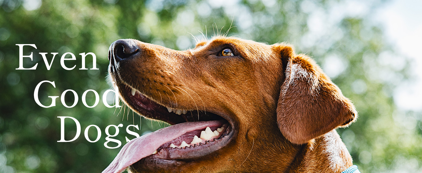 Petivity Tracker dog with copy