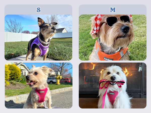 adjustable dog harness for small medium dogs