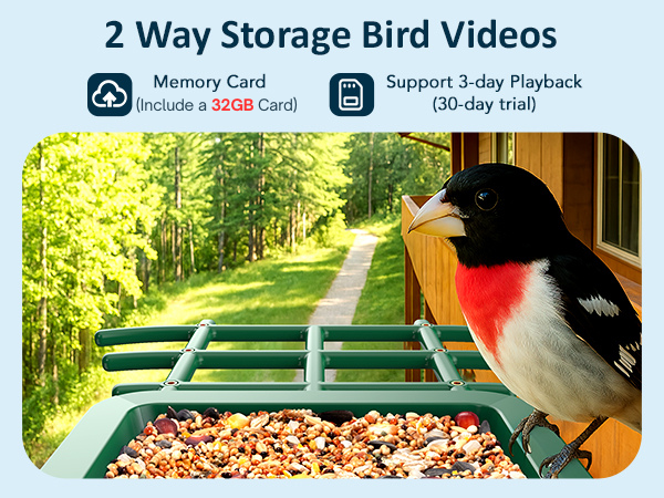 video bird feeder camera live