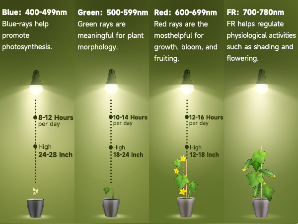 Full Spectrum Light Bulb