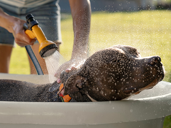 Pet Bathing