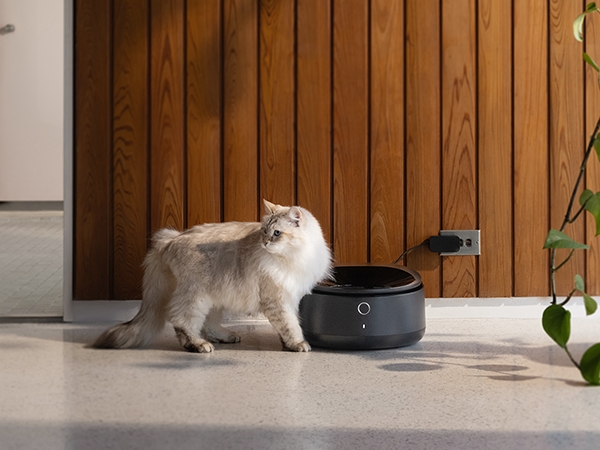 automatic cat feeder
