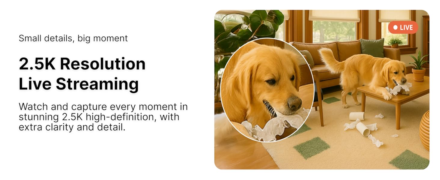 Golden retriever chewing tissues shown in 2.5K live streaming with sharp, detailed video quality.