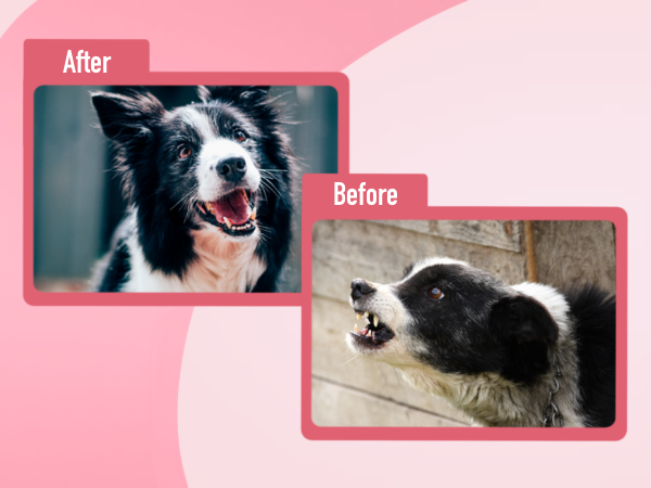 barking dog silencer