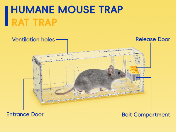 Humane Mouse Trap