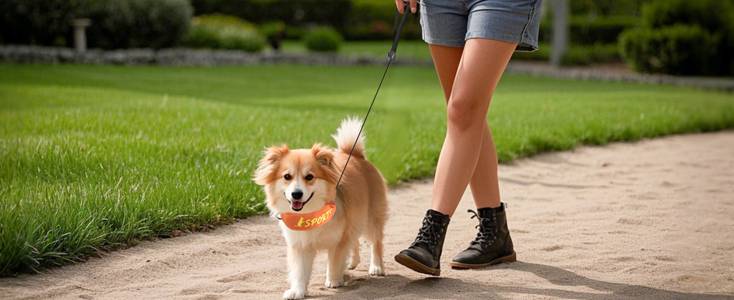 Dog Collar