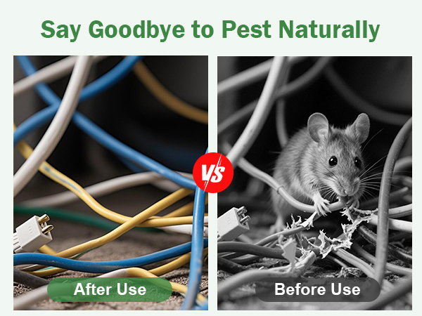 mouse traps