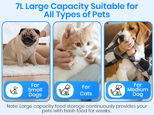 automatic cat feeder