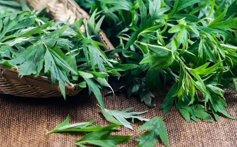  The origin of Mugwort's name