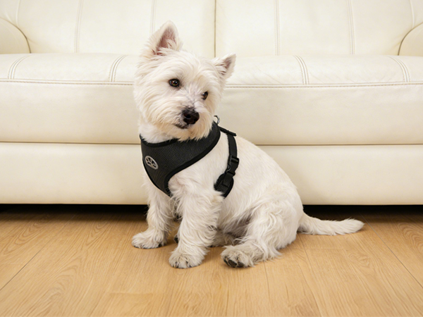 dog harness small sized dogs