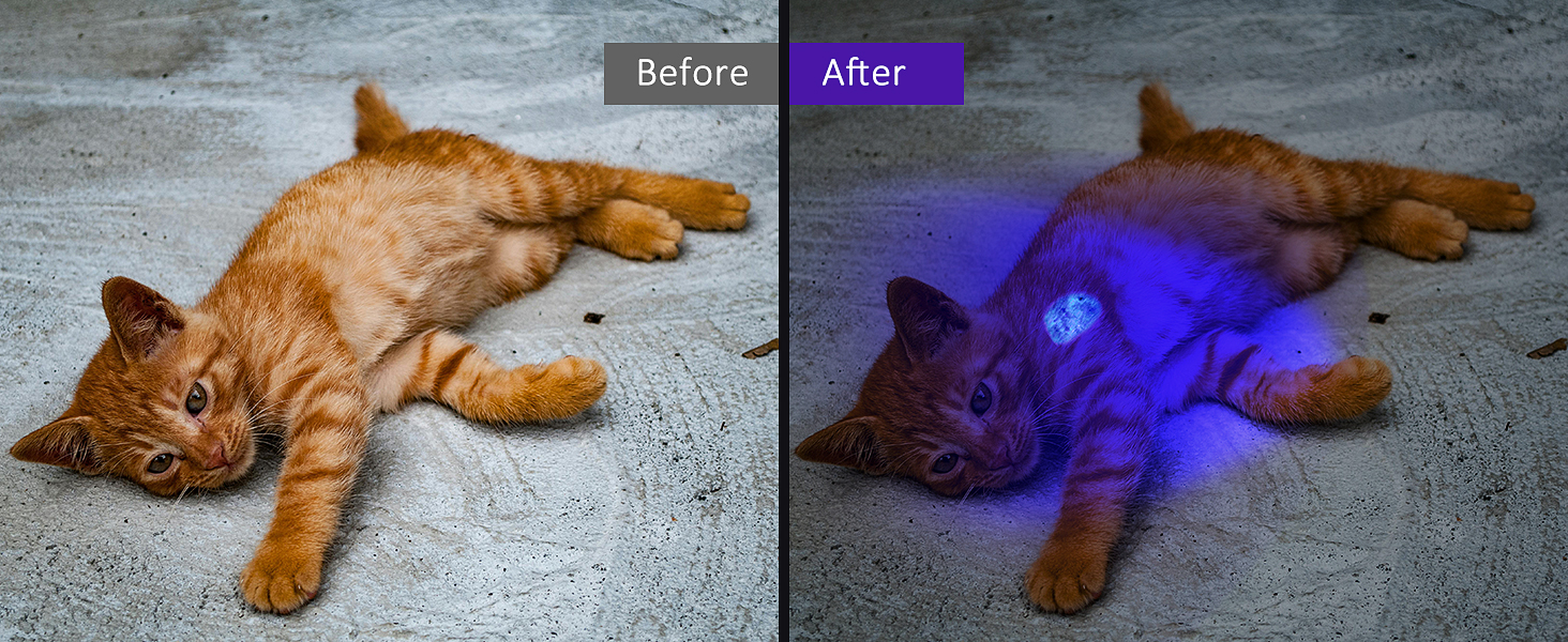 cat urine detector light