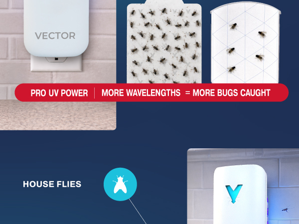 Graphic shows gnats, moths, and fruit flies drawn to a Vector plug-in trap near a wall outlet today.