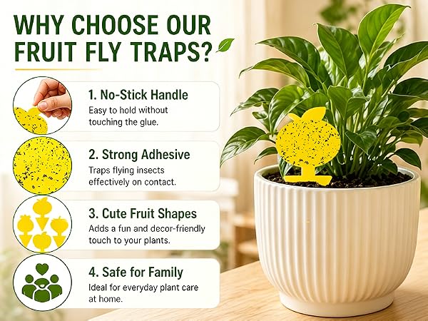 Gnat Trap