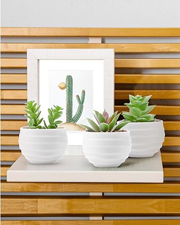 succulent plant