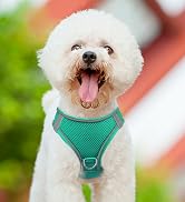Teal-Dog Harness