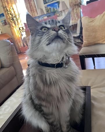 Airtag cat caollar