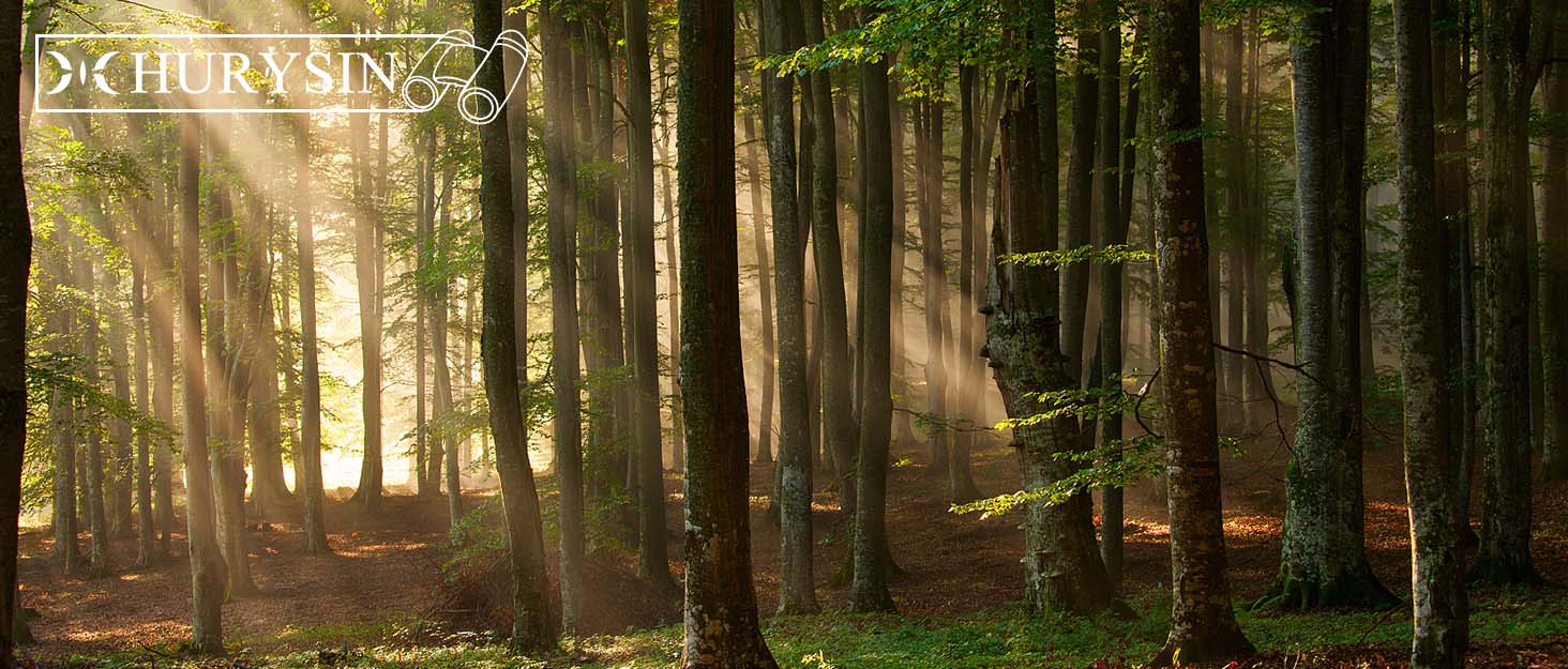 Use binoculars to peer into the forest at sunrise