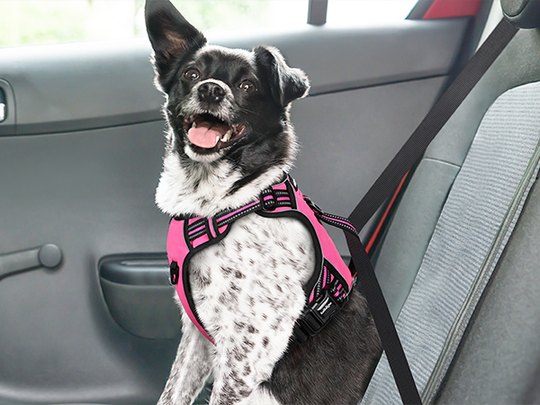 dog harness