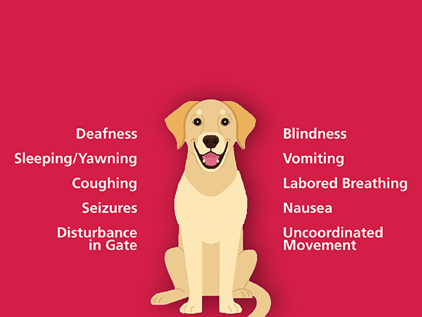 Kidde Carbon Monoxide Detector