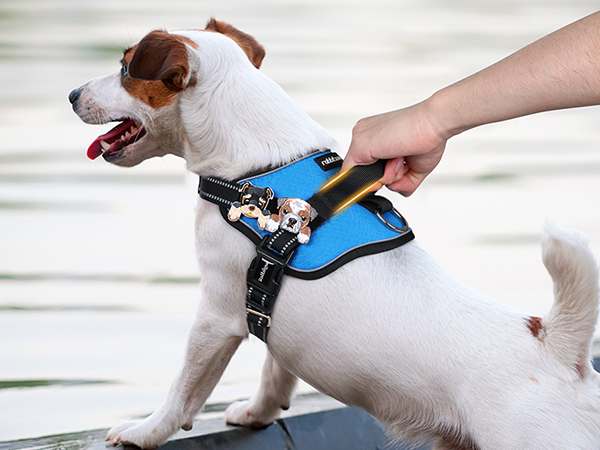 dog harness