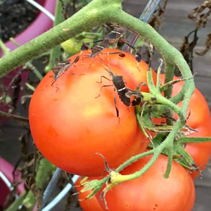 Ripe fruit eaten by insects