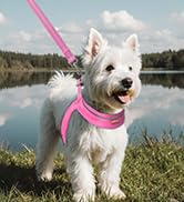 Dog Harness and Leash Set,Step in Small Sized Dog Harness,Soft Mesh,No-Chock,Reflective Adjustabl...
