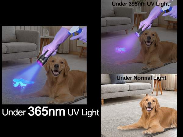 Black light for pet urine detection