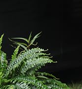 boston fern live plant