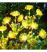 Brightown Outdoor Solar Garden Lights - 4 Pack LED Solar Flower Lights with Glowing Flowers &amp; Ste...