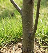 WORKPRO Grass Shears Handheld, Ultra-Sharp Grass Clippers with 360 Degree Swivel Blades, Manual G...