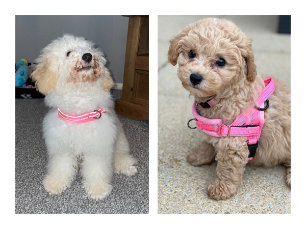 Walking Dog Harness and Leash Set