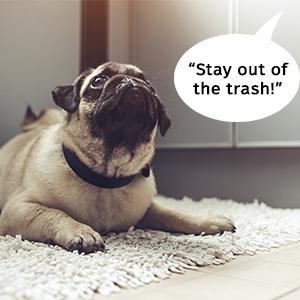 Motion Activated Sound Player Scare Animals Train Pets Keep Pets Out Restricted Area Motion Sensor