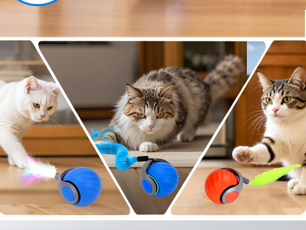 cat toy