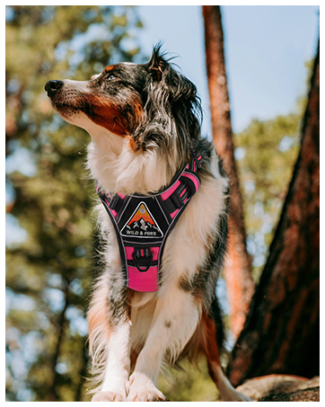 large size dog harness