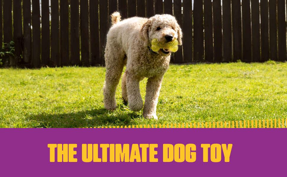 royal pet toys dog