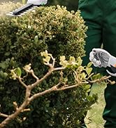 Cordless Hedge Trimmer
