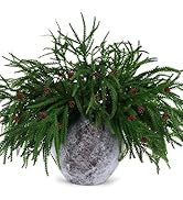 Oleitodh 16 Pcs 18" Extra Length Artificial Norfolk Pine Cones Branches, Realistic & Durable, Gre...