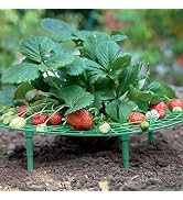 Iceyyyy 5 Pack Strawberry Plant Support - Strawberry Growing Racks with 4 Sturdy Legs - Strawberr...