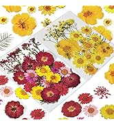 CONVELIFE Pressed Flowers 65 Pcs of 17 Types, Real Dried Flowers for Resin Plant Herbarium, Dried...