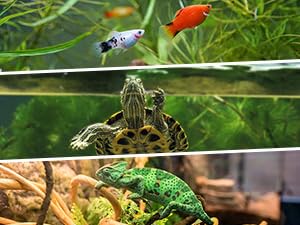 Automatic Fish Feeder for Aquarium Adjustable Fish Feeder