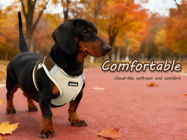 AIITLE Summer Soft Dog Harness and Leash Set