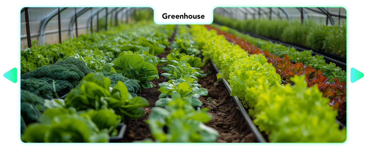 Greenhouse